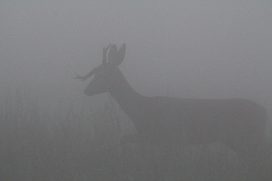 Mlžný přízrak ze srnčí říje