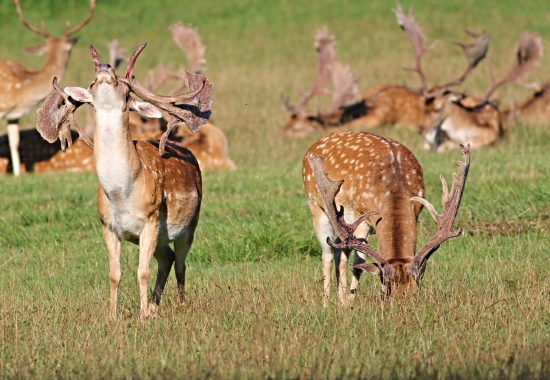 Dospělí daňci začínají vytloukat