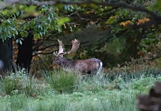 Lopatáč na počátku říje