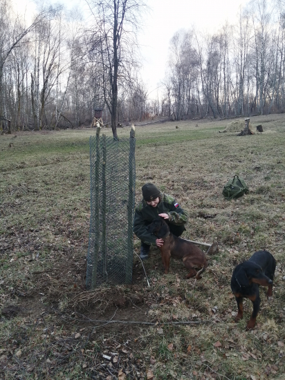 Vysadzanie jabloní.