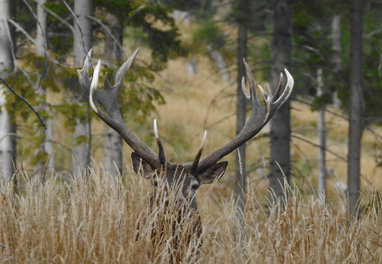 Príchod kráľa na rujovisko.