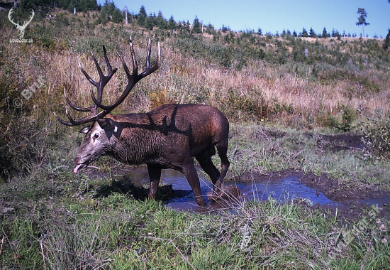 Pánko.