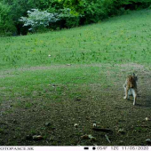 Veľké prekvapenie......