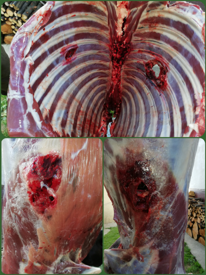 Srnec vers. 9,3x62 Norma Plastík point 18,5g