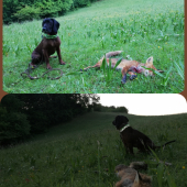 Dve noci, dve rána, dve líšky