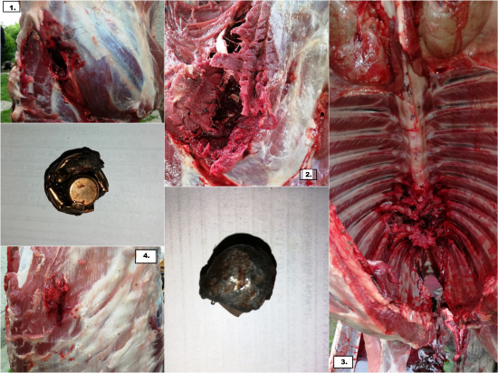 9,3x62 Norma Plast.Point 18,5g