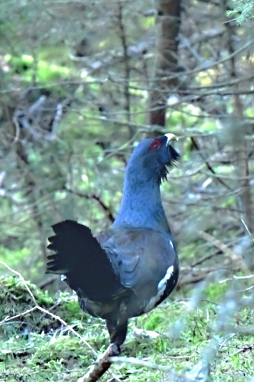 hluchan