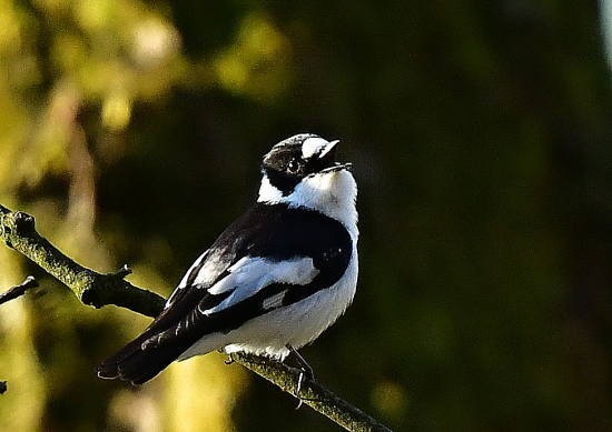 mucharik