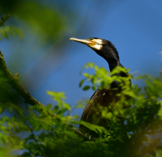kormoran