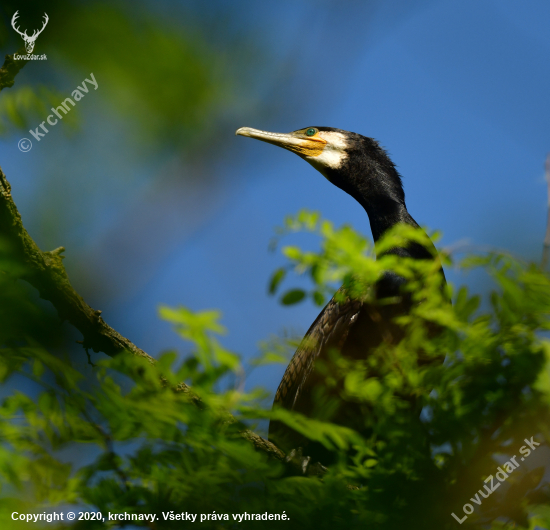 kormoran