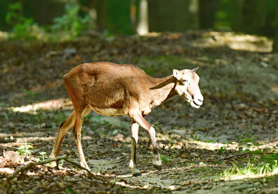 muflonka