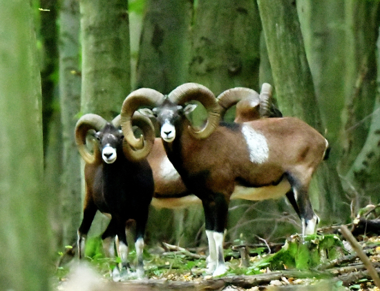 fesaci