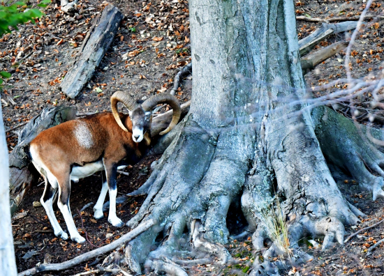 muflon