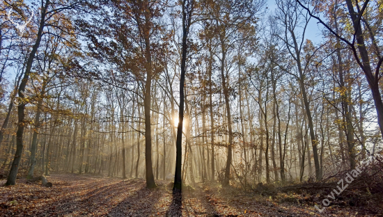 rano v lese