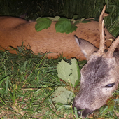manželke k narodeninám ... II VT.