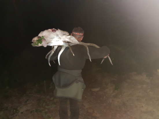 Cesta z lesa