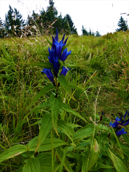 Horec luskáčovitý