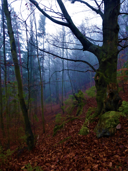 Novoročná vychádzka