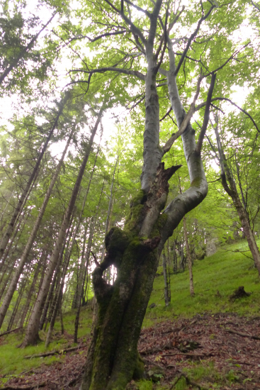 Z potuliek za srncami