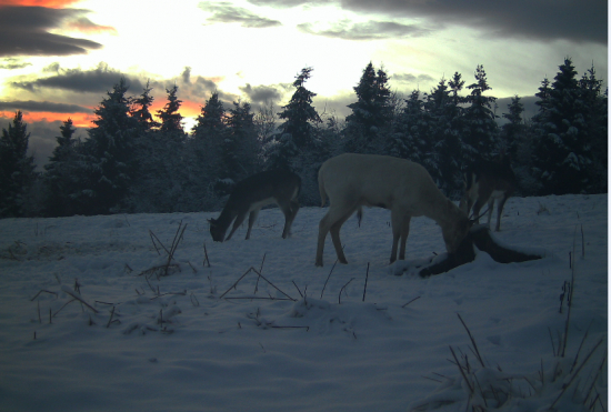 Prekvapenie na solisku