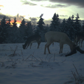 Prekvapenie na solisku