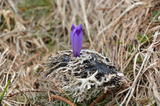 Keď sa chce a keď sa musí.