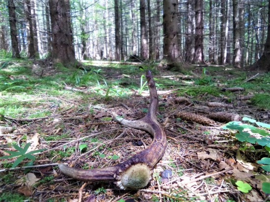 Oravská hubačka...