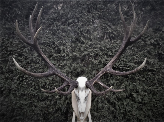 Starý pán hlbokých lesov...