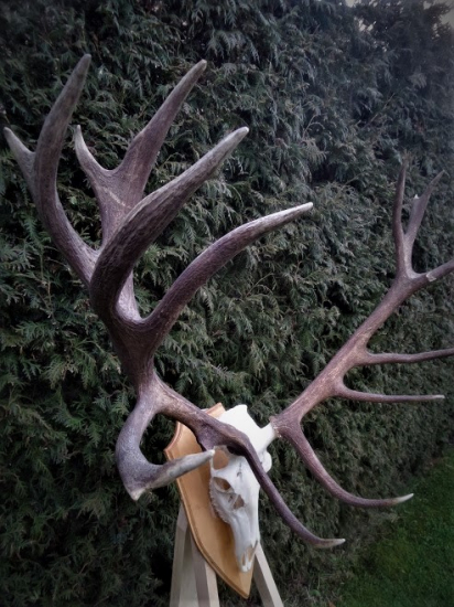 Kráľovská koruna...