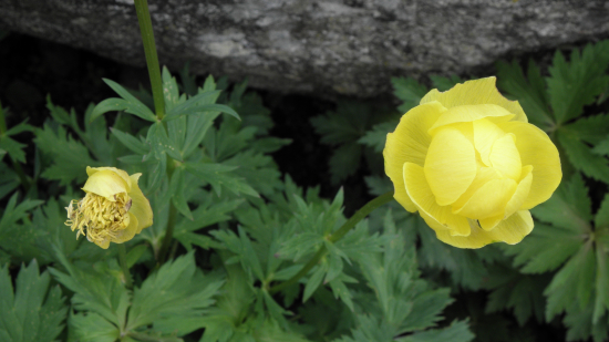 ŽLTOHLAV NAJVYŠŠÍ