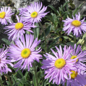 ASTRA ALPÍNSKA
