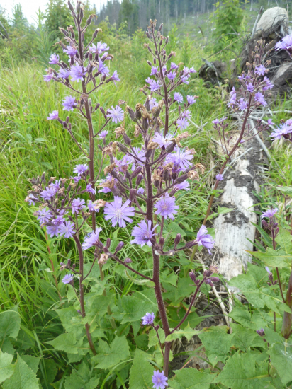 MLIEČIVEC ALPÍNSKY