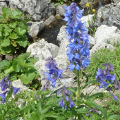 STRAČONOŽKA