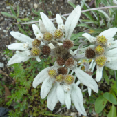 PLESNIVEC