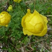 ŽLTOHLAV