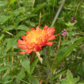 CHLPÁNIK