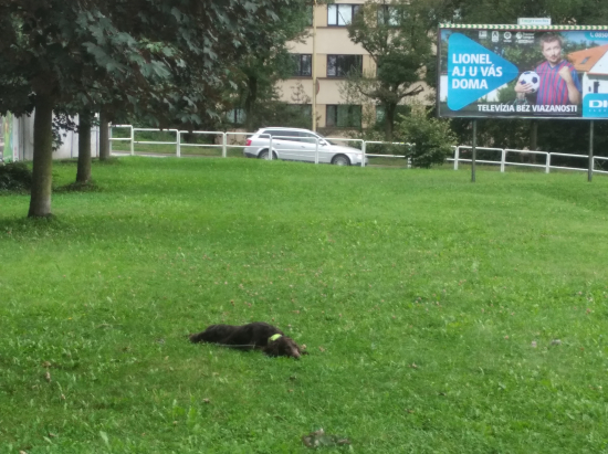 Tréning odloženia v meste na voľno
