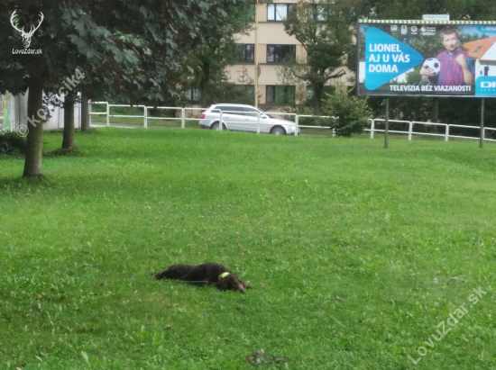 Tréning odloženia v meste na voľno