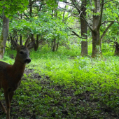S jednym parožkom....