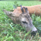 Vychodený, raritný a nepriestrelný...