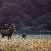 ručiaci jeleň s ozdobou