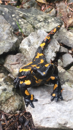 Symbol zdravej prírody