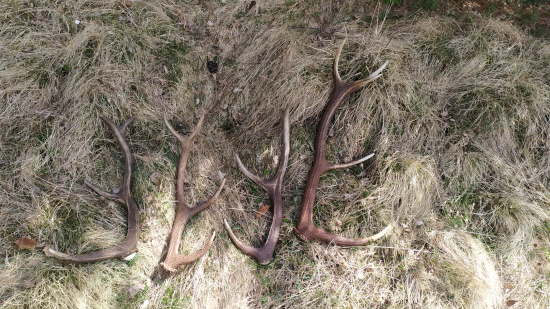 Úspešná prechádzka