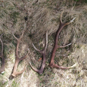 Úspešná prechádzka