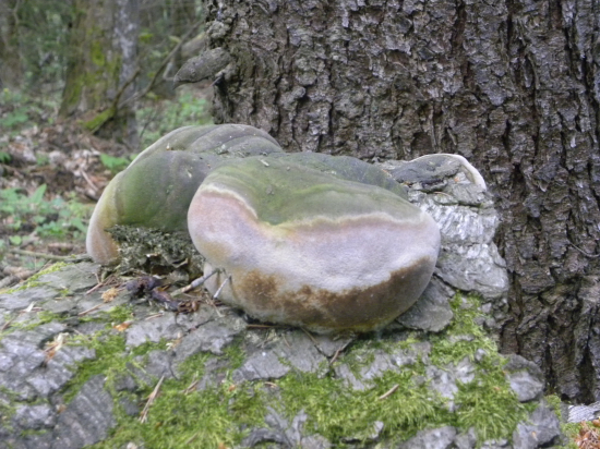 Niečo medzi kameňom... a hubou