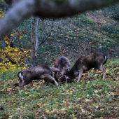 souboj tří králů
