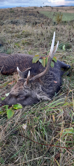 Sika
