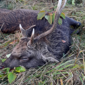 Sika