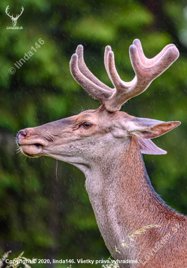 Mrzutý