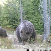 aj cez deň sa dajú stretnúť.